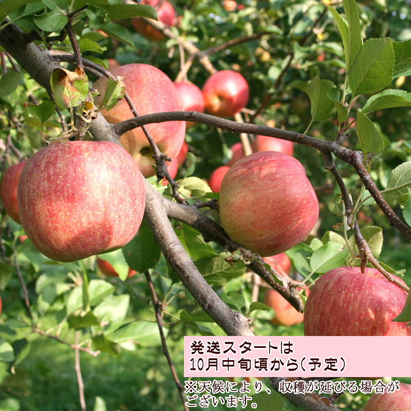 本州宛配送限定　信州産　家庭用シナノスイート　約１０キロ katei-setumei-800800.jpg