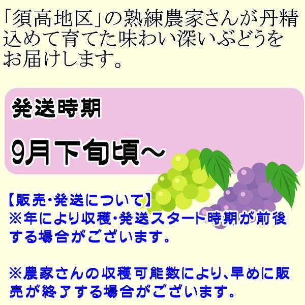 ぶどう スカーレット ２房詰 贈答向け 送料無料 ギフト クール便 長野