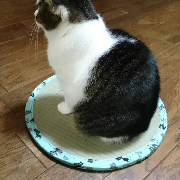 .. обсуждаемый .. ho i ho i.. кошка кошка для подушка коврик .. Chan татами 2 диаметр примерно 47×H1.2cm-4