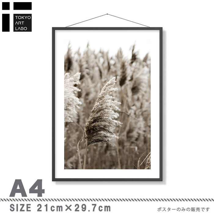 アートポスター A3 余白バランスがおしゃれA3 A3 北欧 モダン 絵 ナチュラル ベージュ パンパスグラス-1