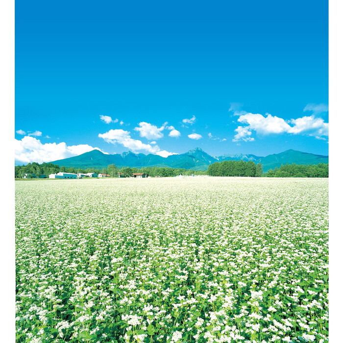信州そば10食セット-4