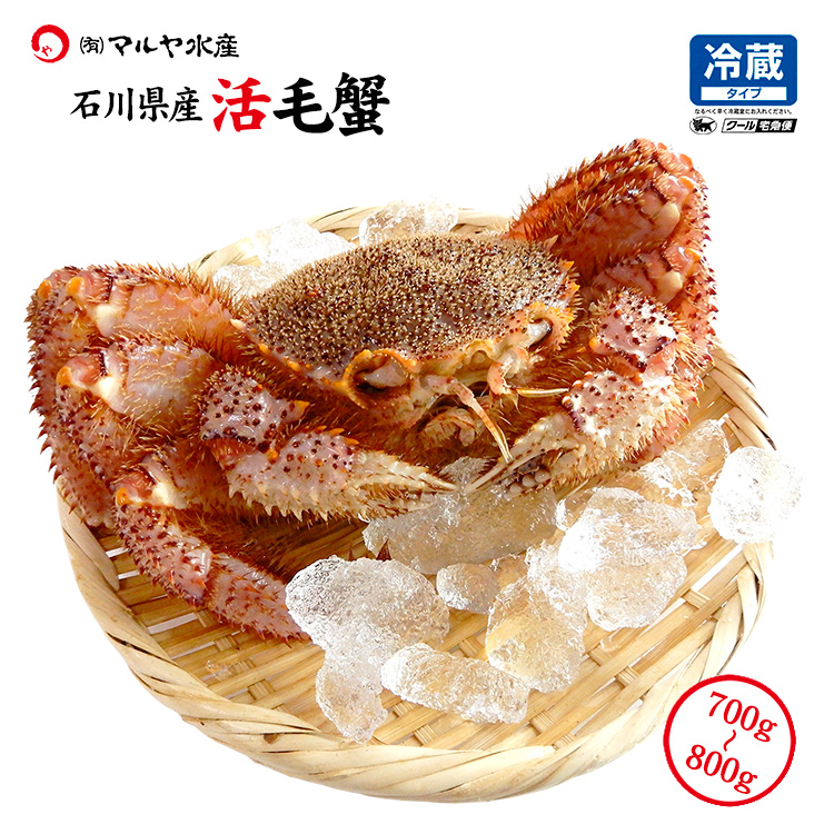 毛ガニ 毛蟹 活蟹 1匹 800g〜700g (石川県産) 活きたままお届け可能