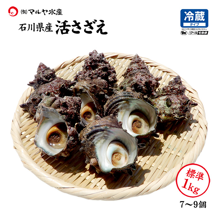 sazae-m-1kg-01.jpg