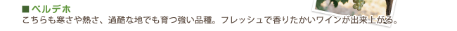 ベルデホ…こちらも寒さや熱さ、過酷な地でも育つ強い品種。フレッシュで香りたかいワインが出来上がる。