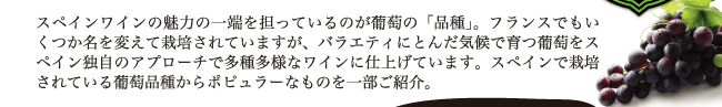 スペインワインの魅力の一端を担っているのが葡萄の「品種」。フランスでもいくつか名を変えて栽培されていますが、バラエティにとんだ気候で育つ葡萄をスペイン独自のアプローチで多種多様なワインに仕上げています。スペインで栽培されている葡萄品種からポピュラーなものを一部ご紹介。