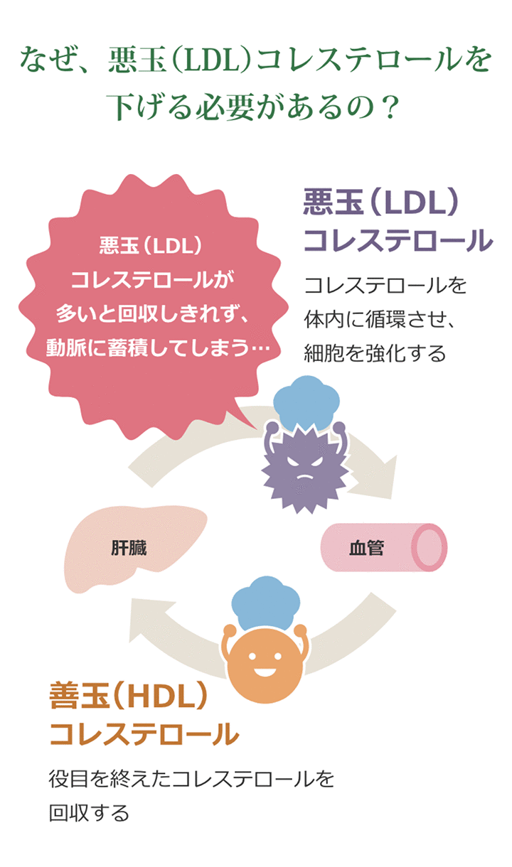 なぜ悪玉(LDL)コレステロールを下げる必要があるの?…LDLはコレステロールを体内に循環させて細胞を強化し（悪玉コレステロール）、HDLは役目を終えたコレステロールを回収します（善玉コレステロール）が、悪玉コレステロールが多いと回収しきれずに動脈に蓄積してしまいます。
