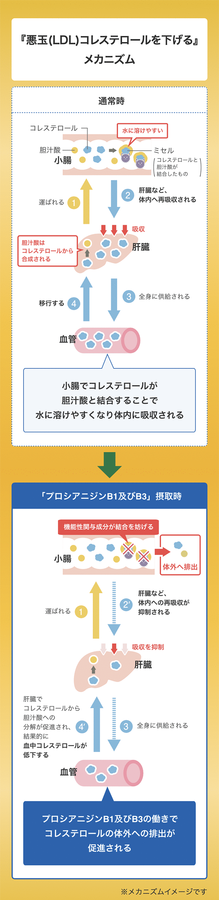 悪玉(LDL)コレステロールを下げるメカニズム…通常時は小腸でコレステロールが胆汁酸と結合することで、水に溶けやすくなり体内へ吸収されます。プロシアニジンB1及びB3を摂取すると、機能性関与成分がこの結合を妨げることで、コレステロールの体外への排出が促進されます。