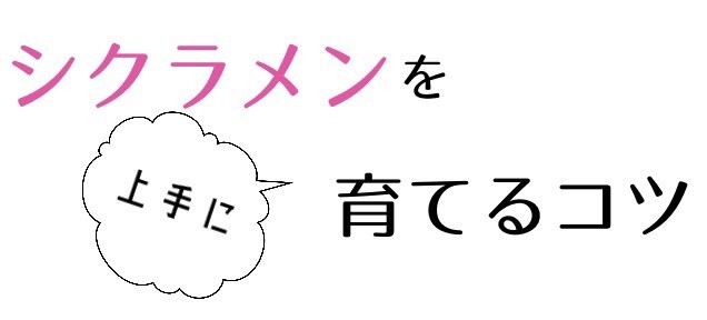 シクラメンを上手に育てるコツ シクラメン 育て方