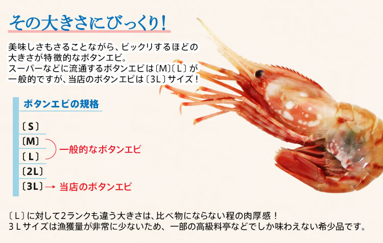 在庫切れ※ エビ えび 海老 ぼたんえび 3Lサイズ 刺身OK 最高級の特大