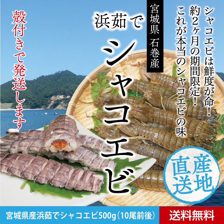 宮城県石巻産 浜茹で しゃこ えび ボイル済 500g 送料無料 蝦蛄 シャコ エビ ガサエビ 配送日時指定不可 Syako 500g 街の小さな直売所 通販 Yahoo ショッピング