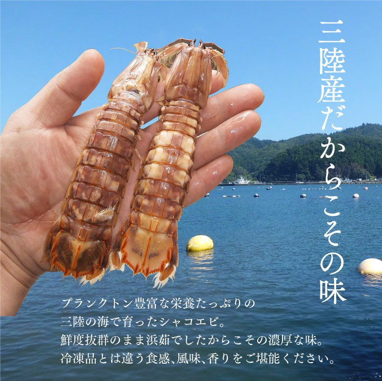 宮城県石巻産 浜茹で しゃこ えび(ボイル済)［500g］ 【送料無料】 蝦蛄/ シャコ エビ /ガサエビ/ 配送日時指定不可！