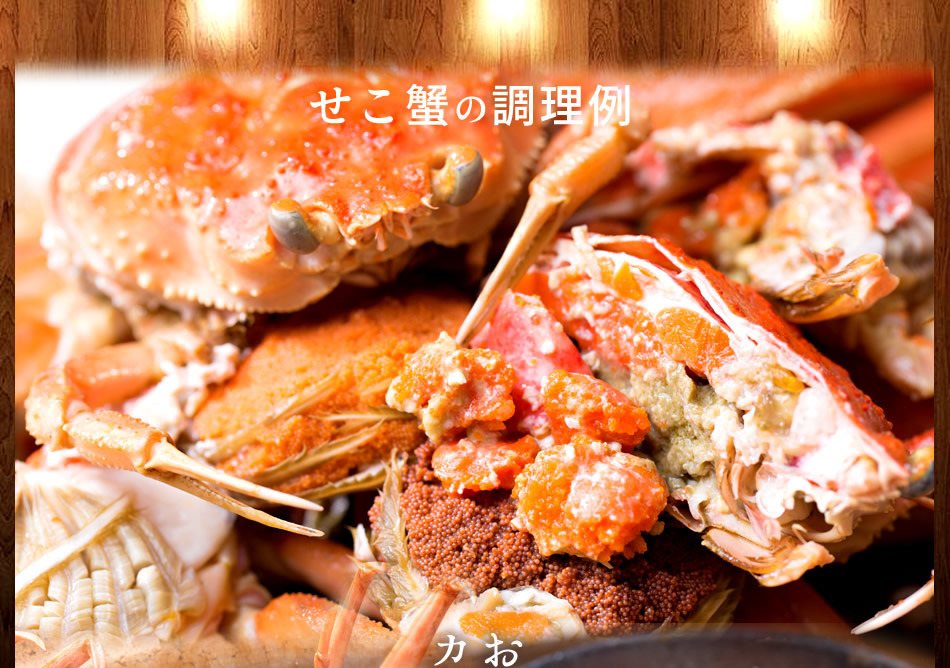 かに セコガニ 特大1.6kg（8尾入）活ガニ 生き蟹 松葉蟹のメス 鳥取県