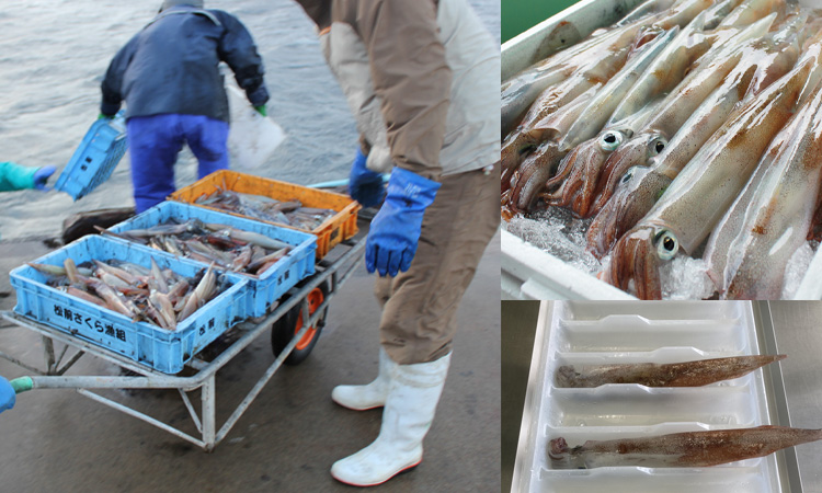 北海道の春の味覚 槍か