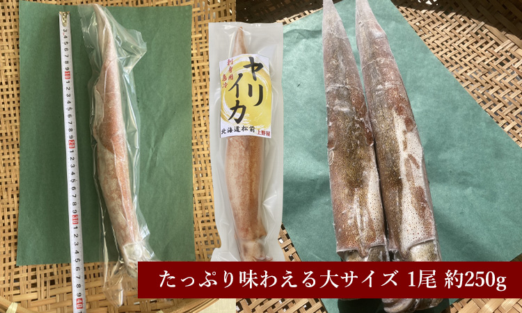 北海道産のヤリイカ大サイズ