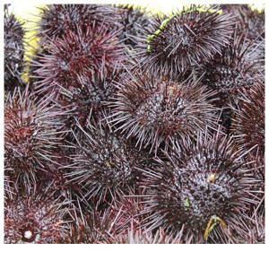 天然うに 一夜漬け 北海道