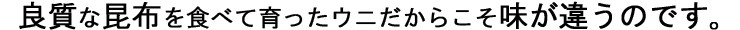 天然うに 一夜漬け 北海道