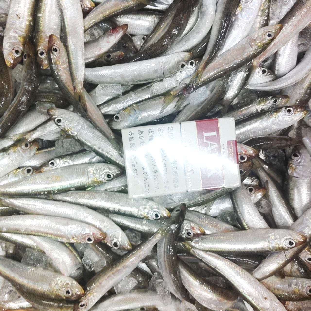 冷凍餌 マイワシ 小サイズ 5kg【1kgずつ小分け】 1kgあたり約60匹