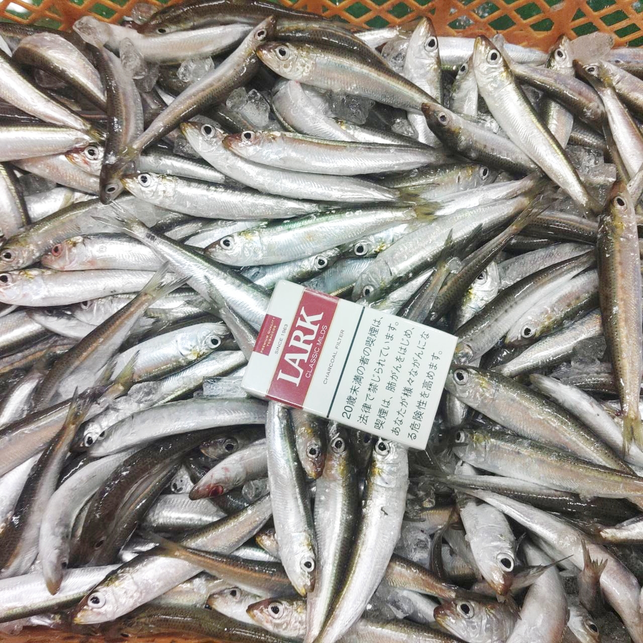 冷凍餌 マイワシ 小サイズ 3kg【1kgずつ小分け】 1kgあたり約60匹