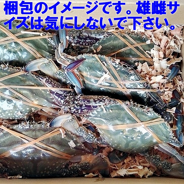 【写真の株、現物販売します】　アガベ　梭子蟹　ワタリガニ 活梱包出荷 ワタリガニ オス中サイズ4kg（約18杯） 渡り蟹 ガザミ