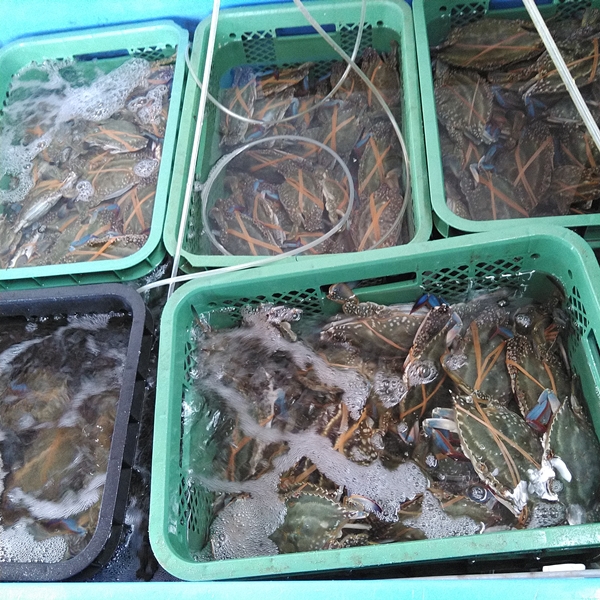 活梱包出荷 ワタリガニ オス中サイズ4kg（約18杯） 渡り蟹 ガザミ