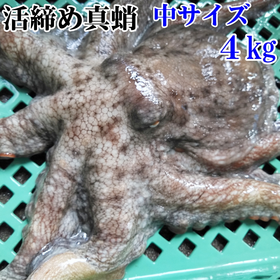 真蛸中4ｋｇ