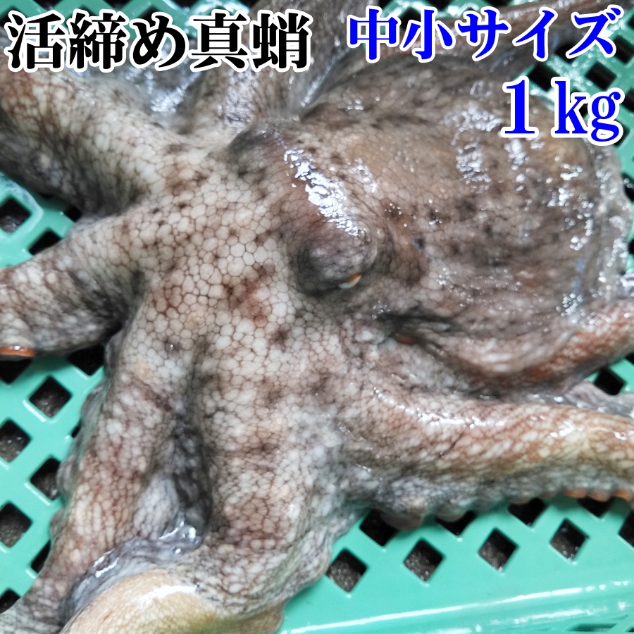 真蛸中小1ｋｇ