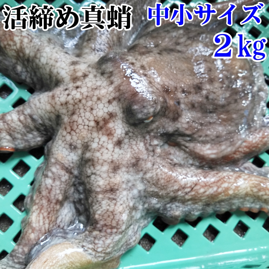 真蛸中小2ｋｇ