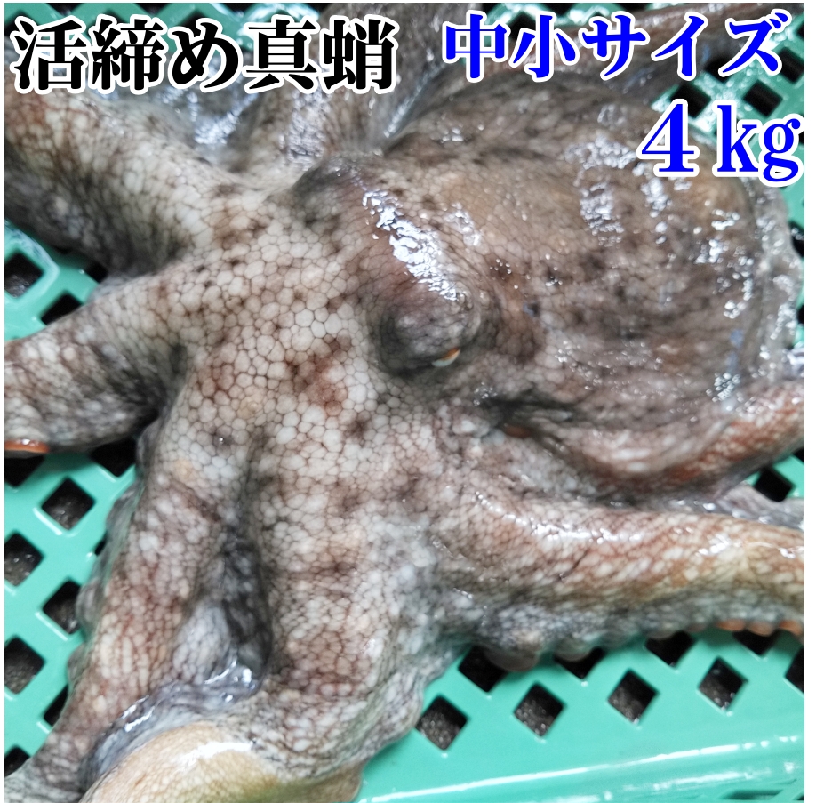 真蛸中小4ｋｇ
