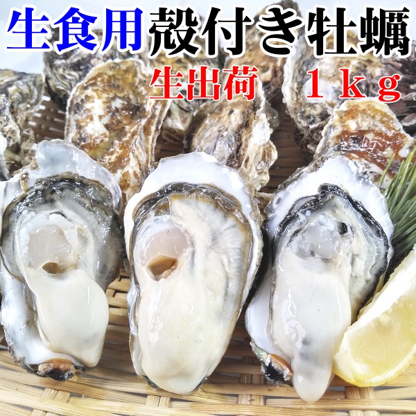 1kgの殻付き生牡蠣