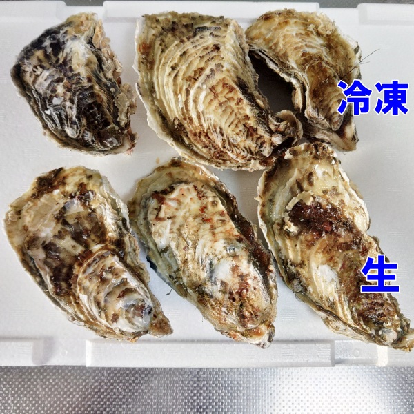 【10%OFFクーポン有】冷凍牡蠣 生食用(加...の詳細画像5