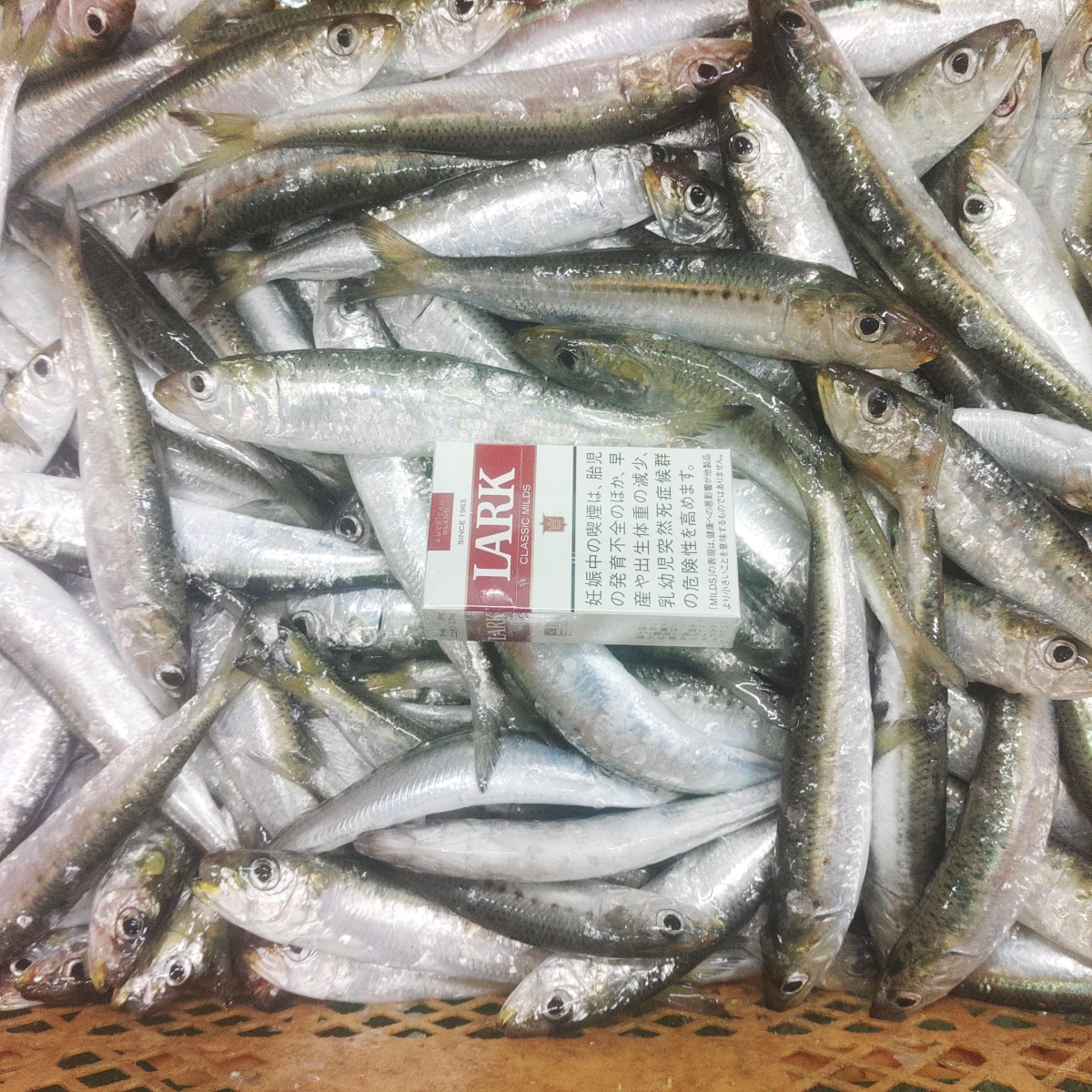 冷凍餌 マイワシ 中サイズ 10kg【1kgずつ小分け】 1kgあたり約26匹