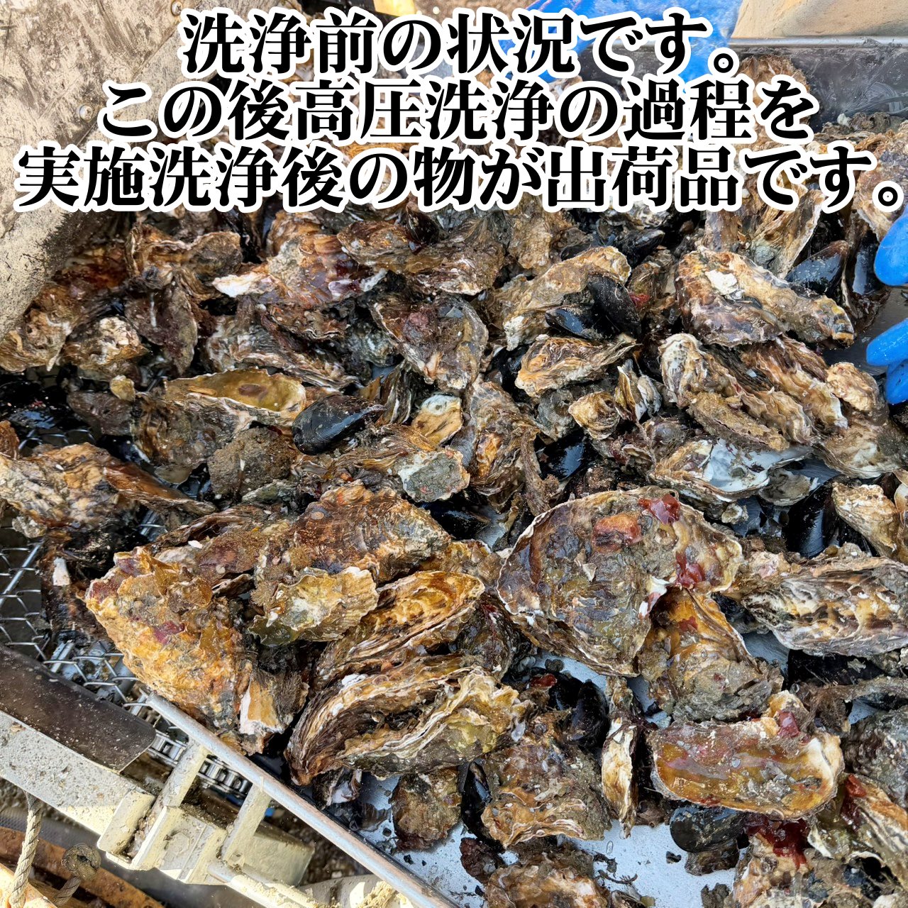 10％OFFクーポン有】海から水揚げしたままの牡蠣【要説明確認】10kg 生