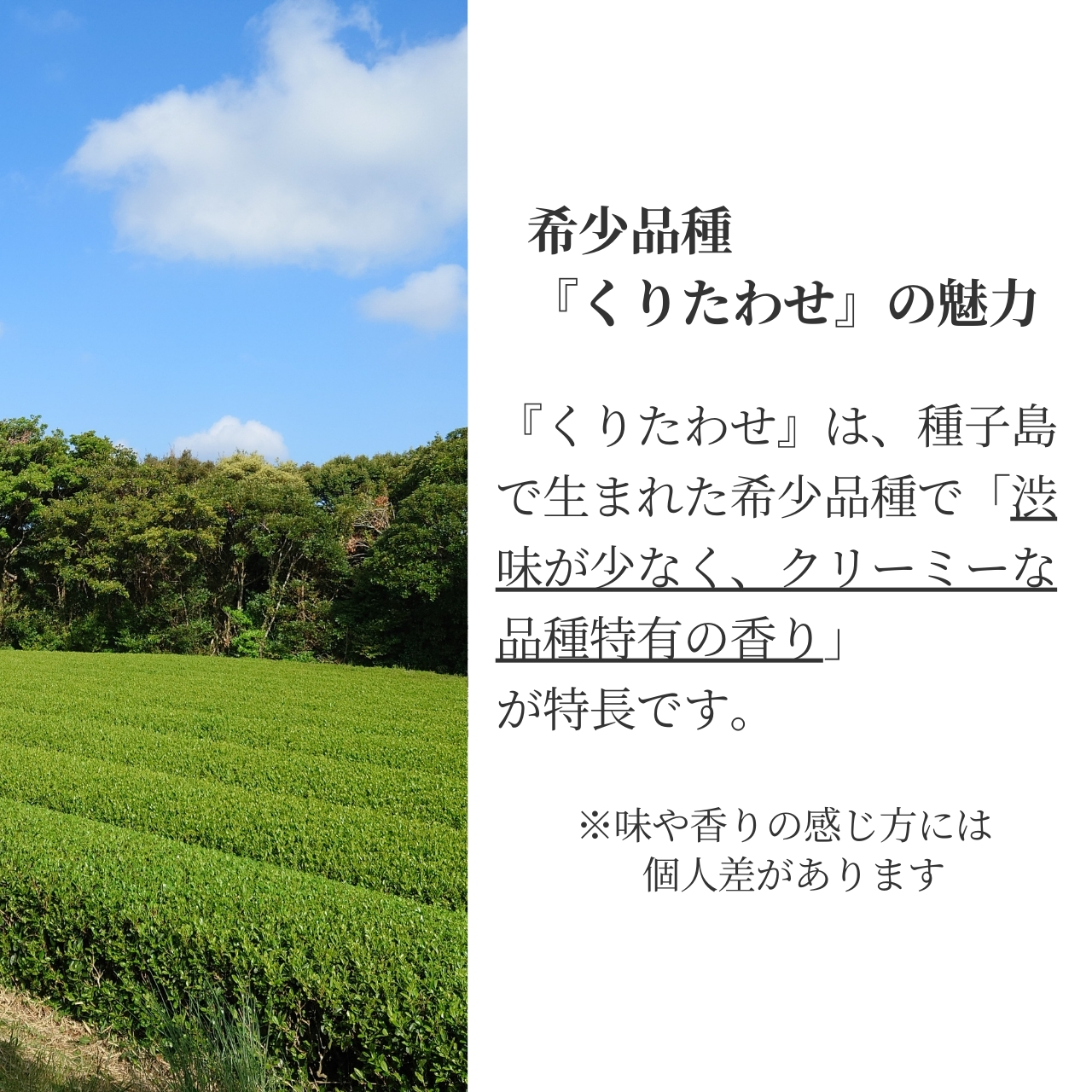 松下製茶 種子島の有機緑茶『くりたわせ』 茶葉(リーフ) 100g |  | 08