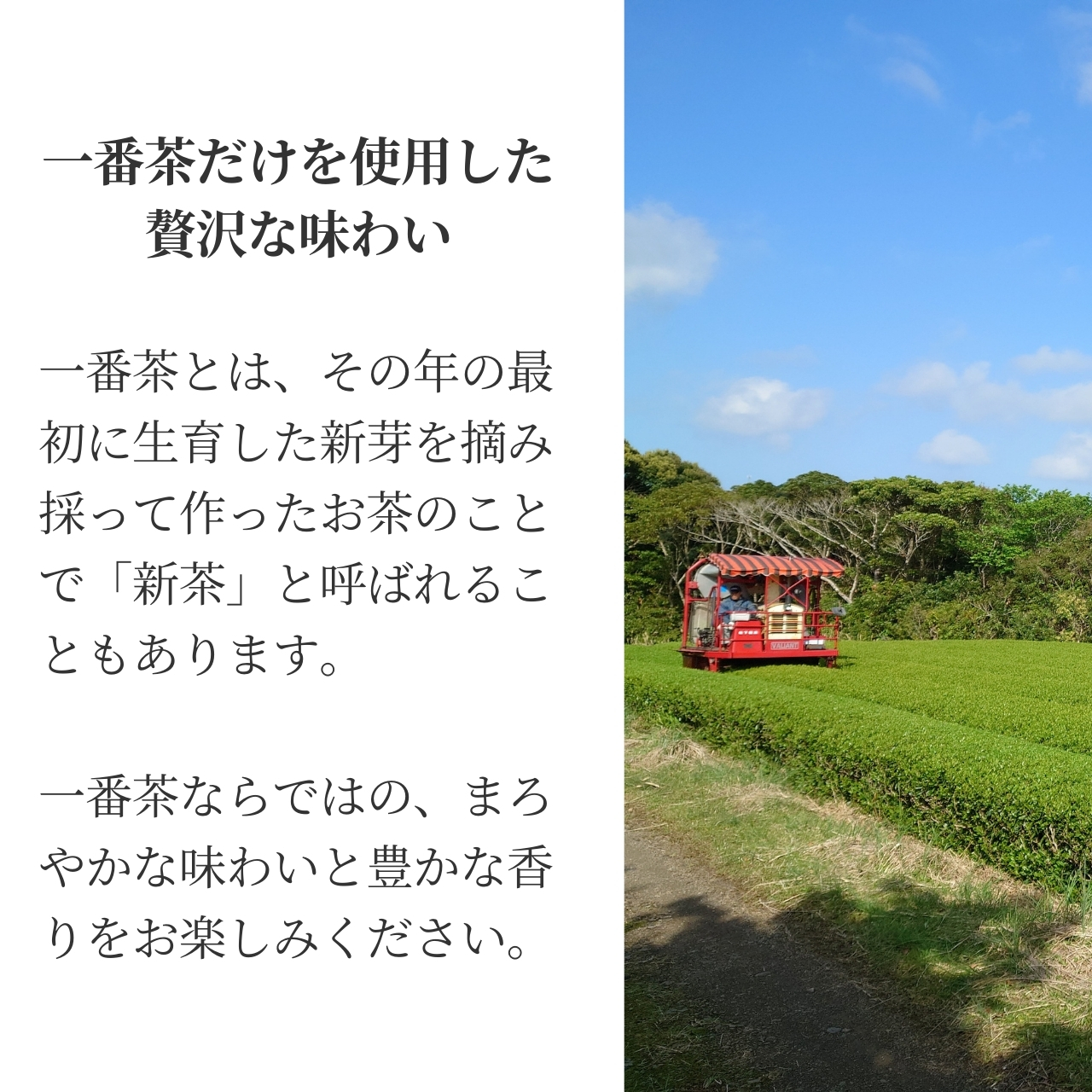 松下製茶 種子島の有機緑茶『くりたわせ』 茶葉(リーフ) 100g |  | 09