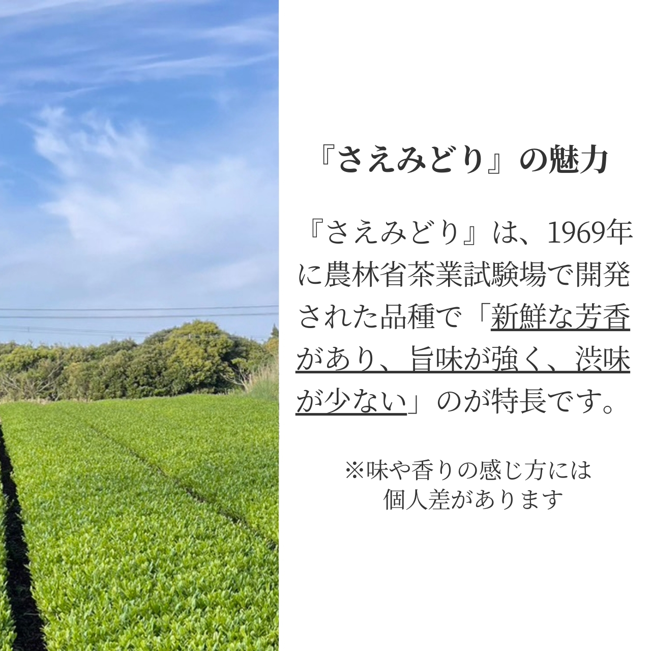 松下製茶 種子島の有機緑茶『さえみどり』 茶葉(リーフ) 100g |  | 08