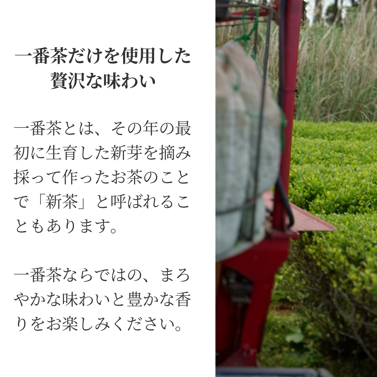 松下製茶 種子島の有機緑茶『さえみどり』 茶葉(リーフ) 100g |  | 09