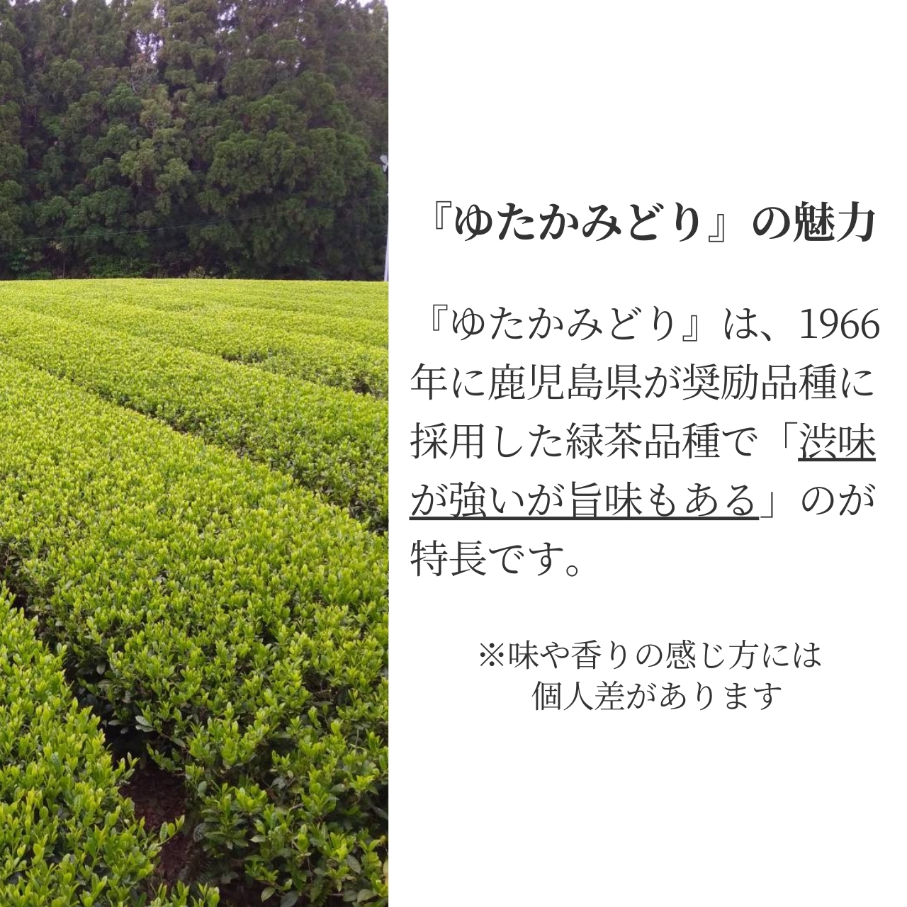 松下製茶 種子島の有機緑茶『ゆたかみどり』 茶葉(リーフ) 100g |  | 08