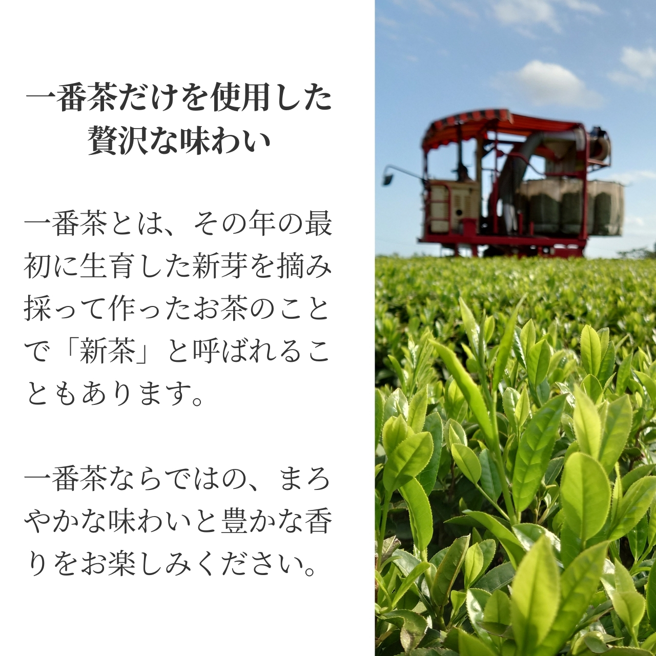 松下製茶 種子島の有機緑茶『ゆたかみどり』 茶葉(リーフ) 100g |  | 09