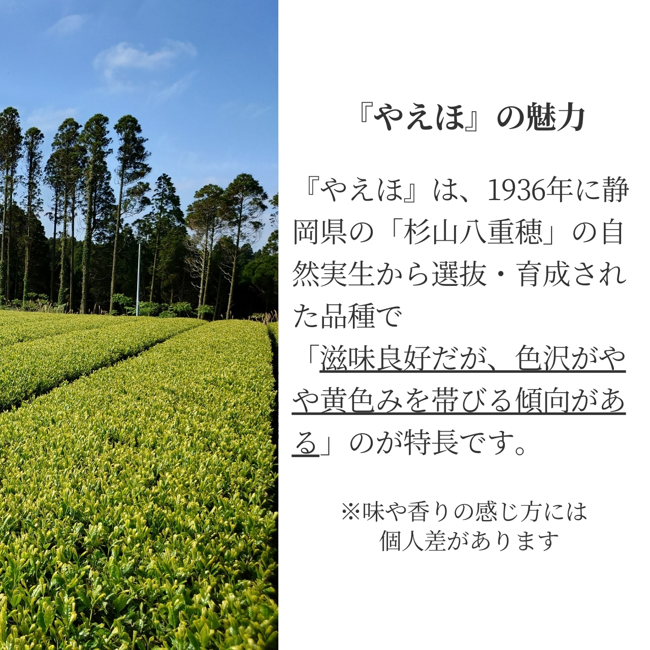 松下製茶 種子島の有機緑茶『やえほ』 茶葉(リーフ) 100g |  | 08