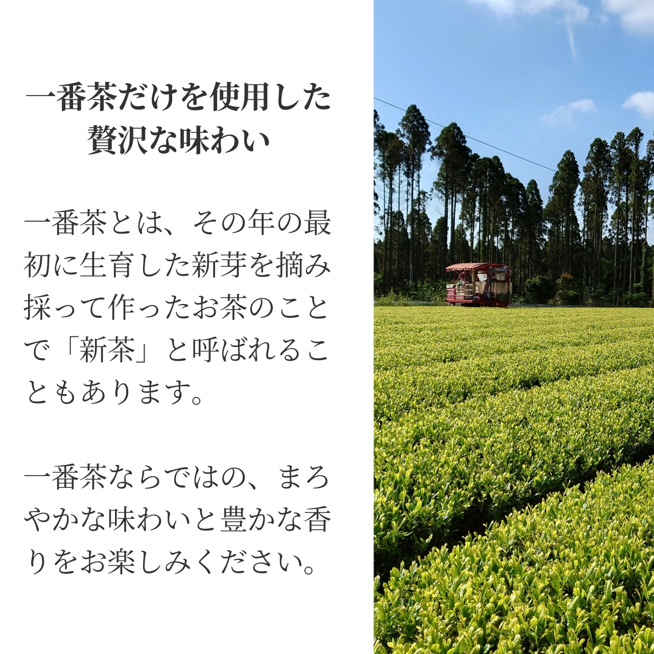 松下製茶 種子島の有機緑茶『やえほ』 茶葉(リーフ) 100g |  | 09