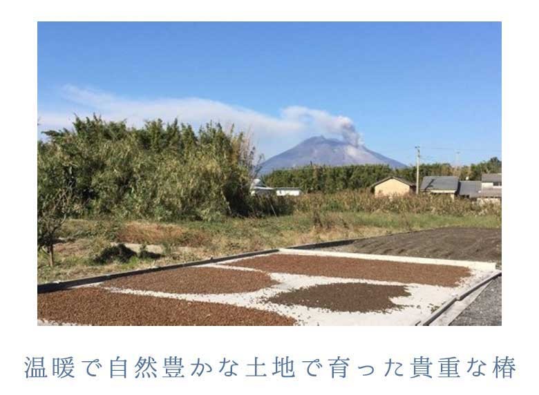 雄大な桜島を背景に椿の実の天日干しの様子大自然より生まれる自然の油