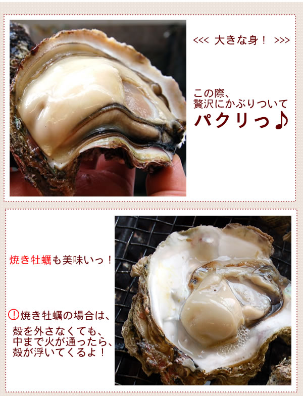 海のミルク・岩ガキ