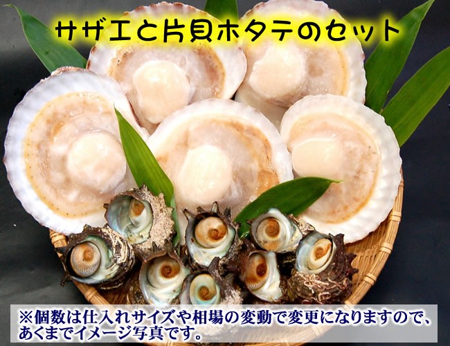 送料無料】国産 ホタテ（片貝）とサザエの海鮮バーベキューセット【冷凍】（さざえ、ほたて、帆立、ｂｂｑ）