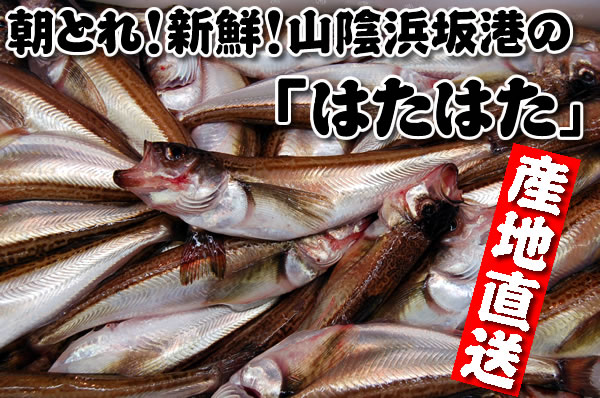 ハタハタのことなら毎日漁港へ目利き一筋 かにの山米