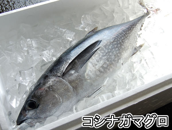 コシナガマグロ