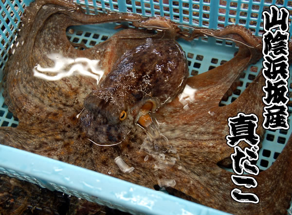 山陰浜坂港の「真だこ」