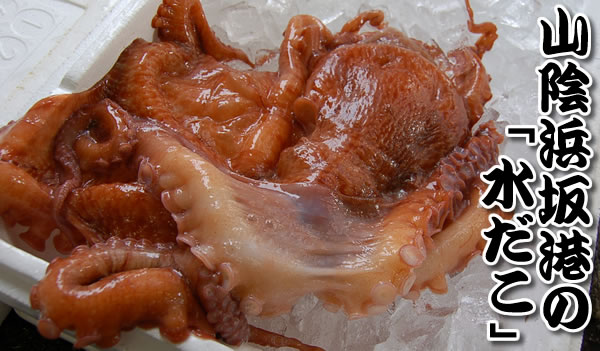 大放出セール 水たこ頭 生冷凍 約1 0 1 2ｋｇ 内臓除去済 浜坂産 1匹分または大きいので切身にしたもののいずれかがになります タコ ミズダコ Aynaelda Com