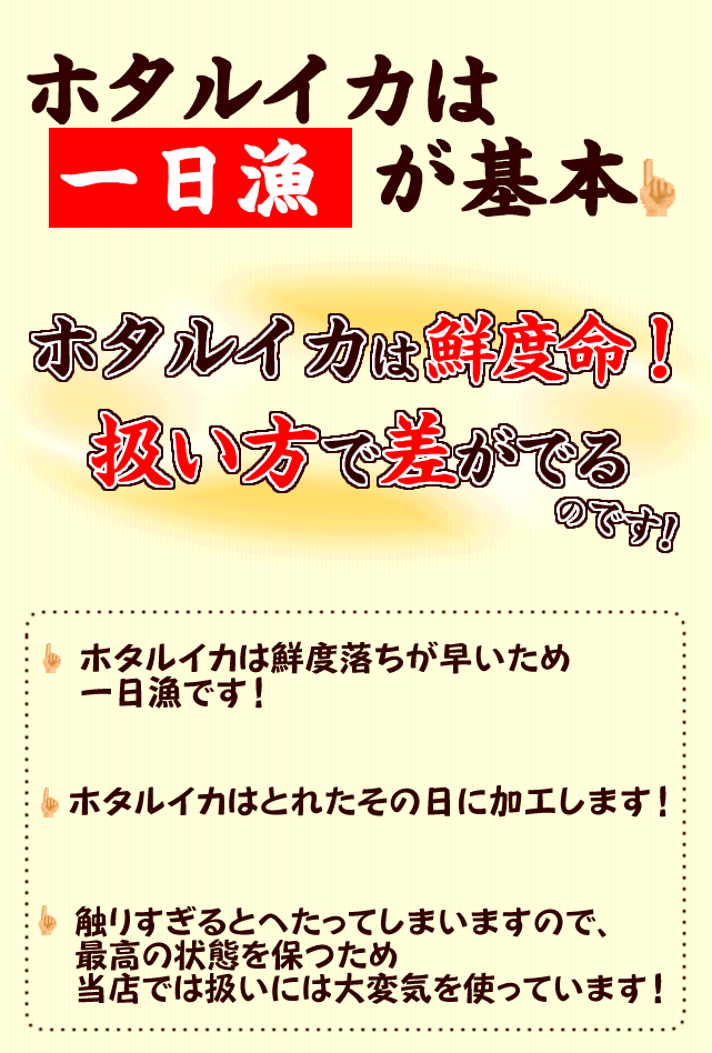 ほたるいかは一日漁