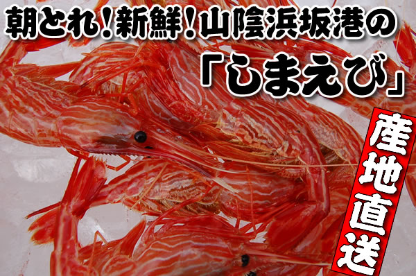 山陰浜坂港のお刺身用！しまえび（すじえび）