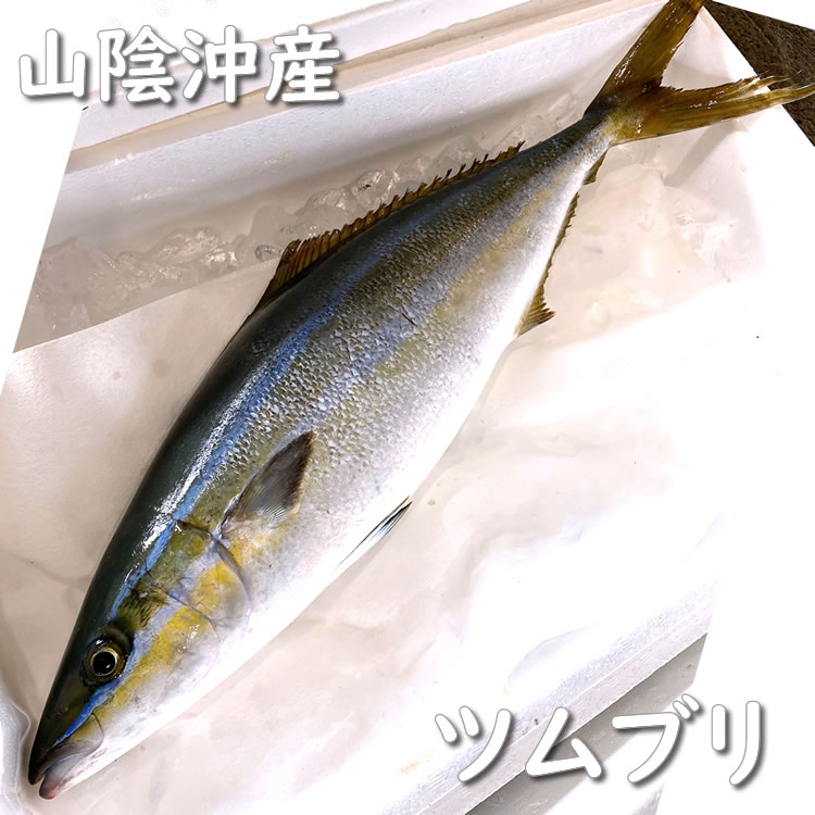 超高級魚 アコウ 1尾 約36-38cm （生冷凍・調理済み） （浜坂産）(キジハタ、アカミズ、赤水) : r-akou36-38 :  毎日漁港へ目利き一筋!かにの山米 - 通販 - Yahoo!ショッピング